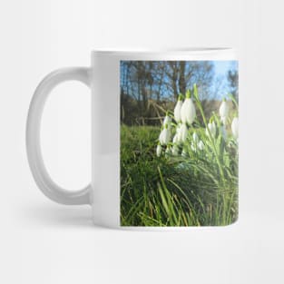 Snowdrops in the Afternoon Sun Mug